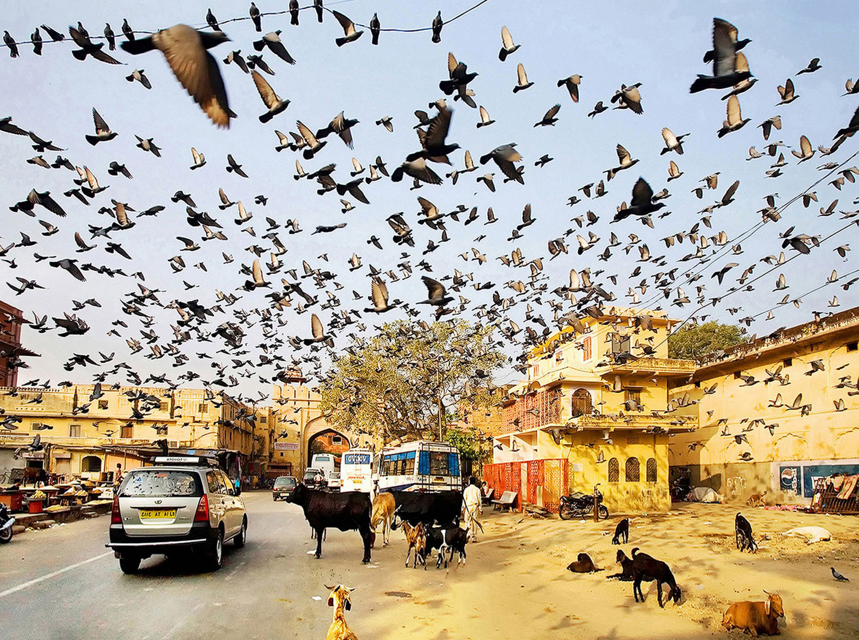 птицы в Джайпур, фотоконкурс