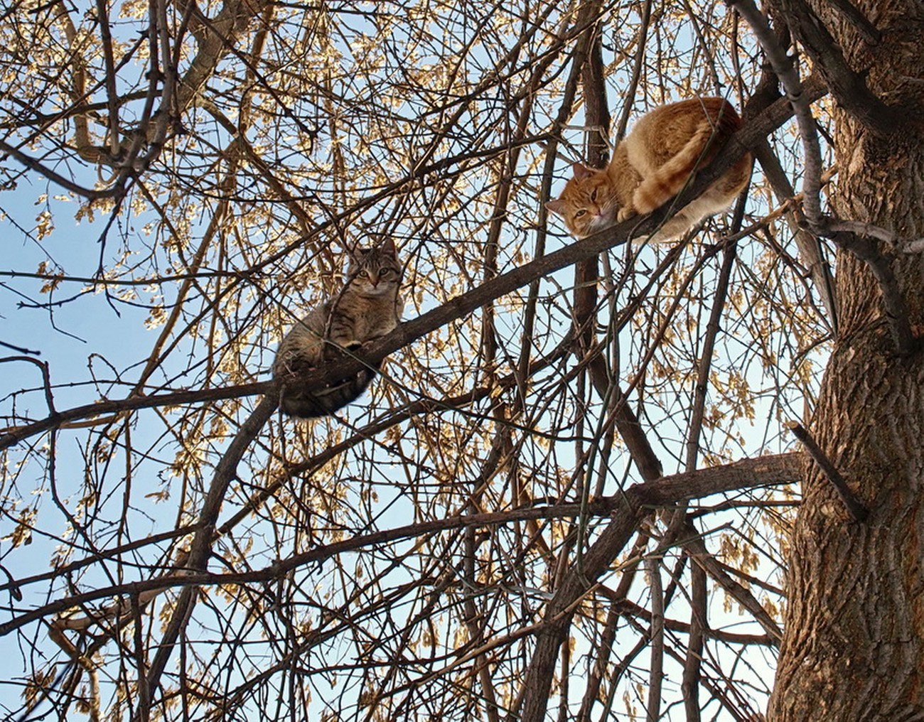 коты на дереве, фото