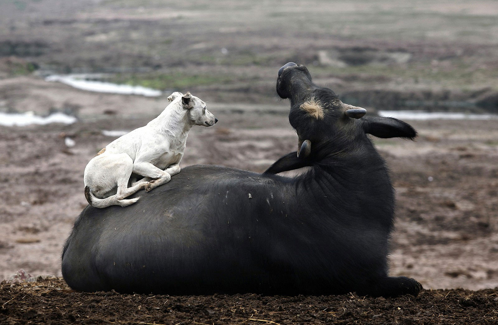 собака отдыхает на бизоне