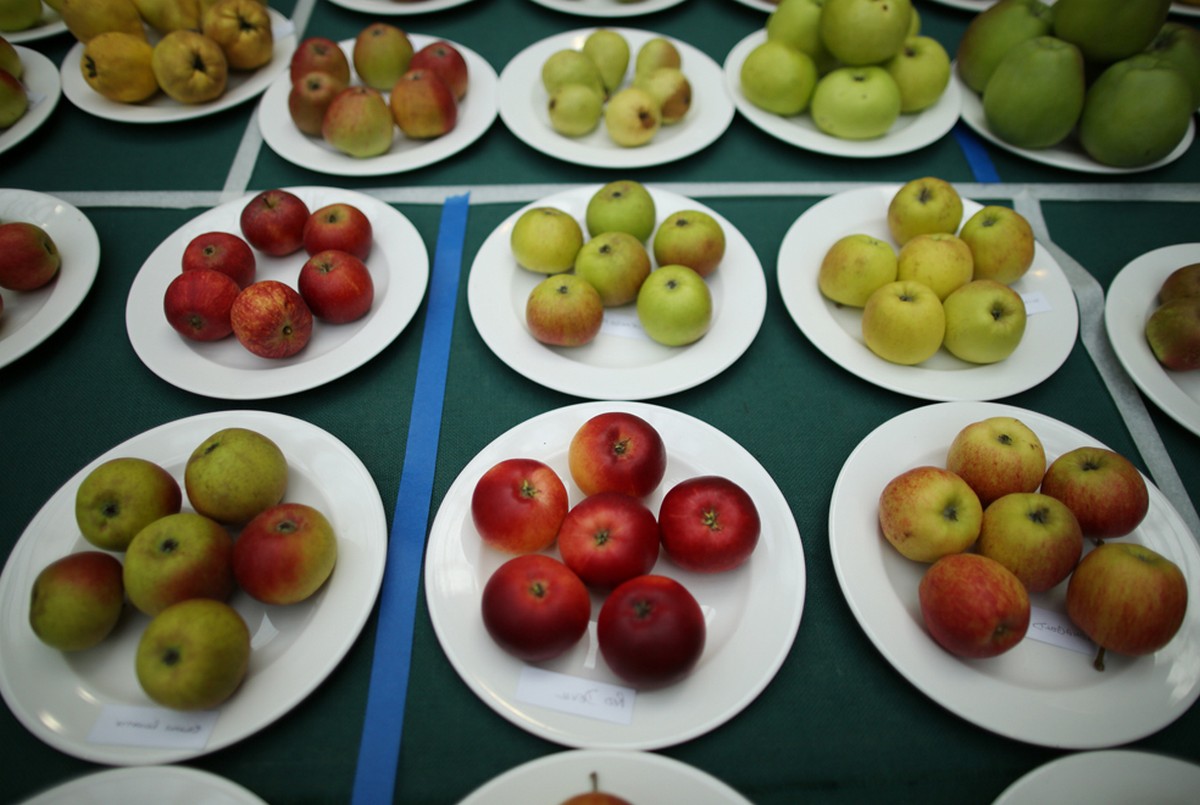 яблоки на тарелках