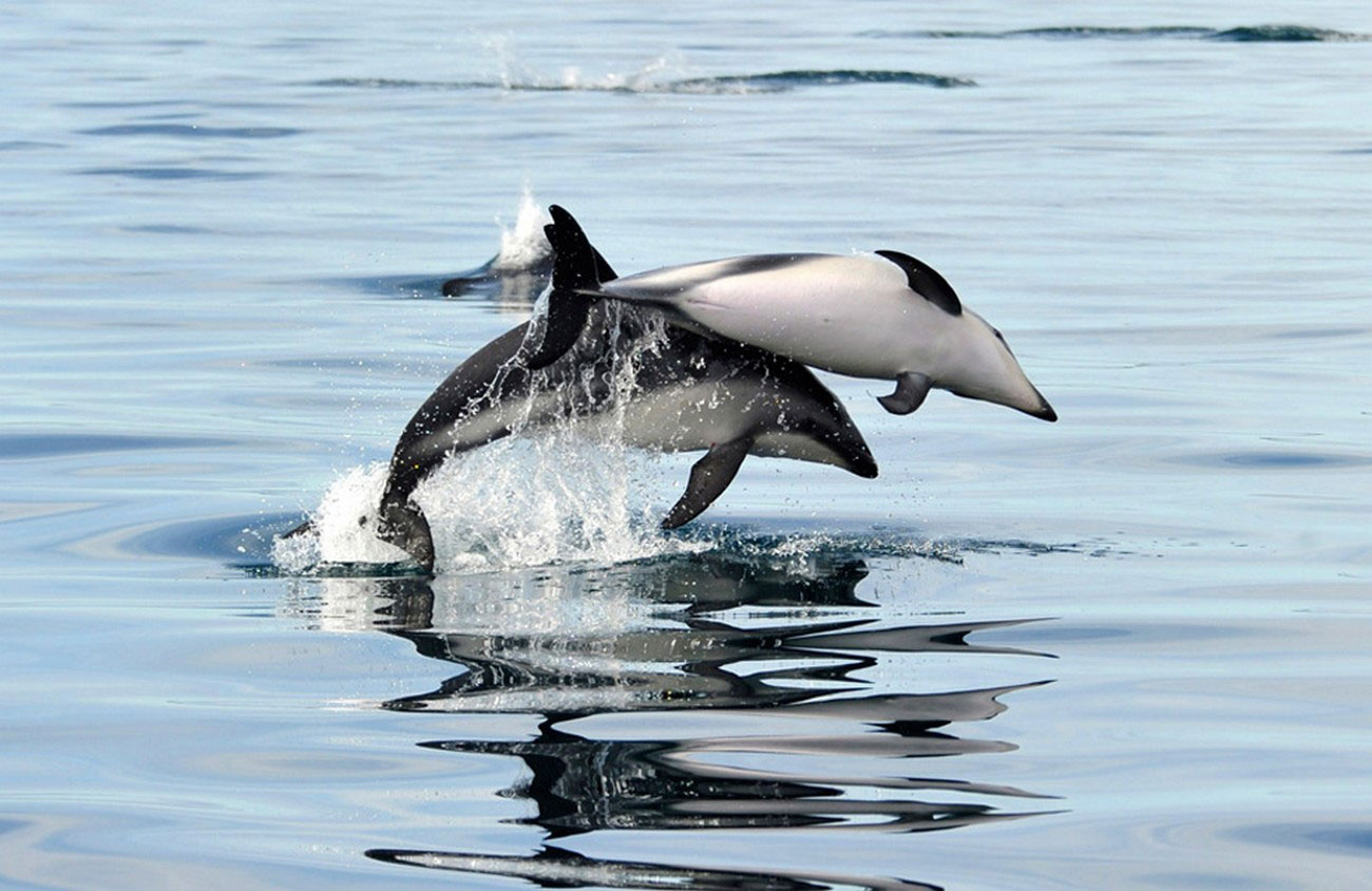 Дельфины Фиц-Роя в живой природе, фото