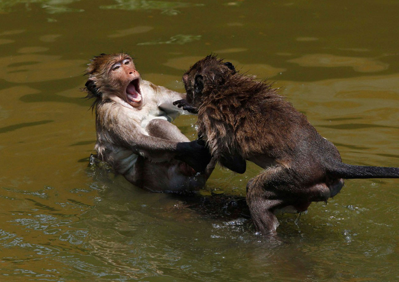 обезьяны в воде, фото