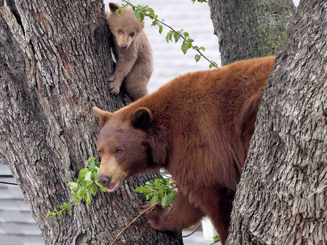 Медведица с детенышем, фото