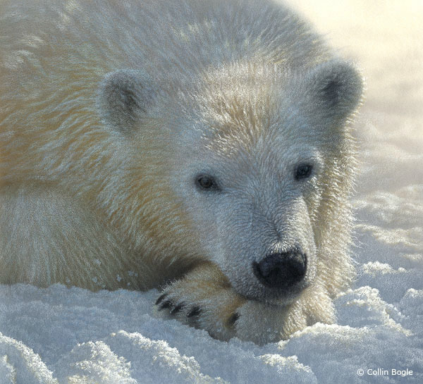 polarbearcub (600x545, 125Kb)