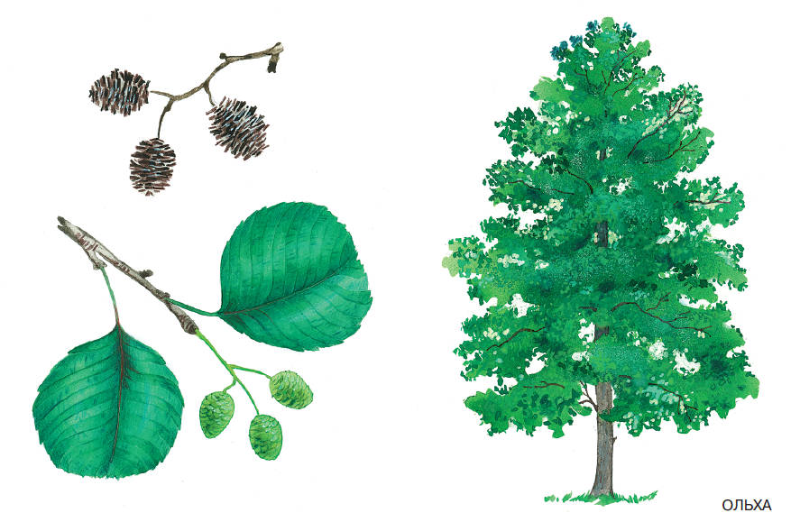 Шаблоны и картинки листьев разных деревьев