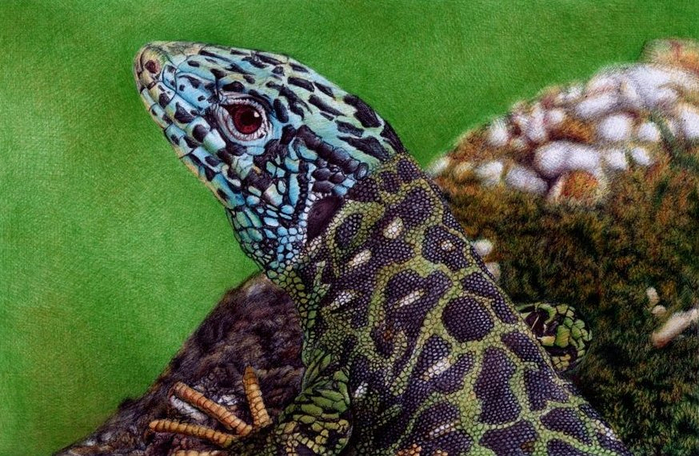 1345889689_water_lizard___bic_ballpoint_pen_by_vianaarts-d4nk2nt (700x456, 407Kb)