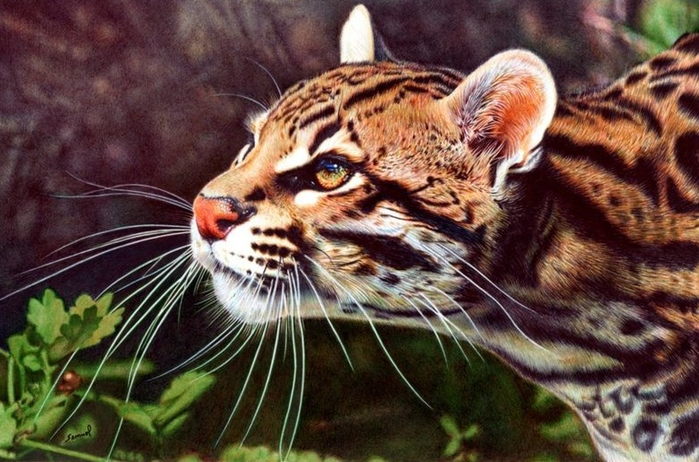 ocelot___bic_ballpoint_pen_by_vianaarts-d5xpxzt (700x462, 393Kb)