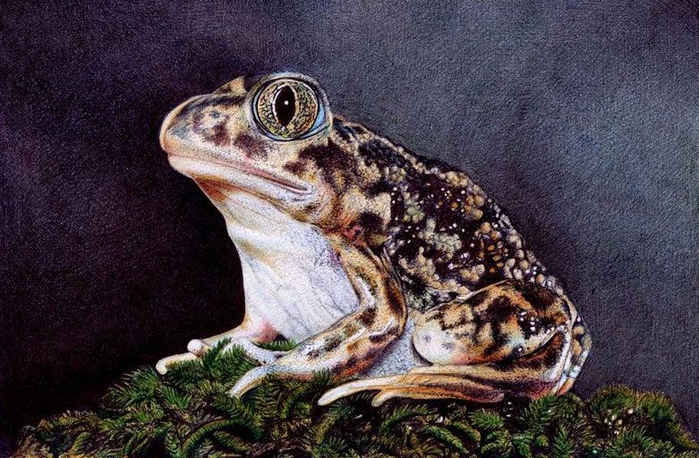 sitting_toad___bic_ballpoint_pen_by_vianaarts-d4nm2x6 (700x458, 411Kb)