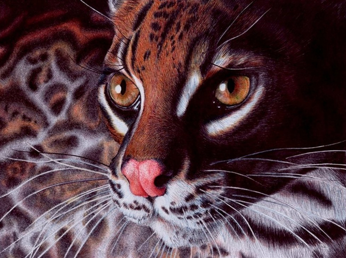 1347269599_margay_cat___bic_ballpoint_pen_by_vianaarts-d4nafol (700x521, 407Kb)