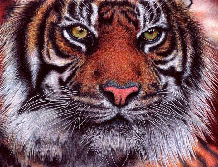 tiger___bic_ballpoint_pen_by_vianaarts-d4qz8xg (700x535, 547Kb)