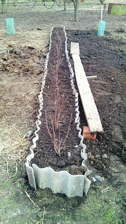 дизайн садового участка своими руками фотогалерея 5