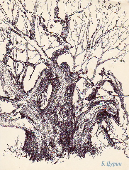 Дерево, рисунок Цурина Бориса