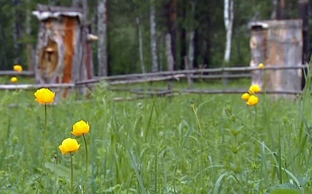 Бортовое пчеловодство