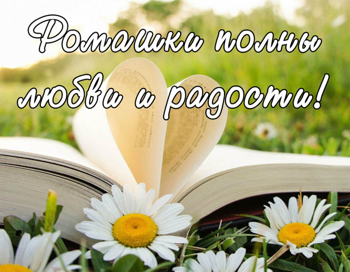 Красивые ромашки фото и картинки - удивительная и подборка 13