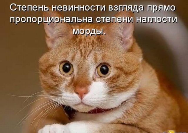 Смешные коты и кошки - самые прикольные и веселые картинки, фото №39 11