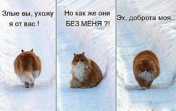 Смешные коты и кошки - самые прикольные и веселые картинки, фото №39 14