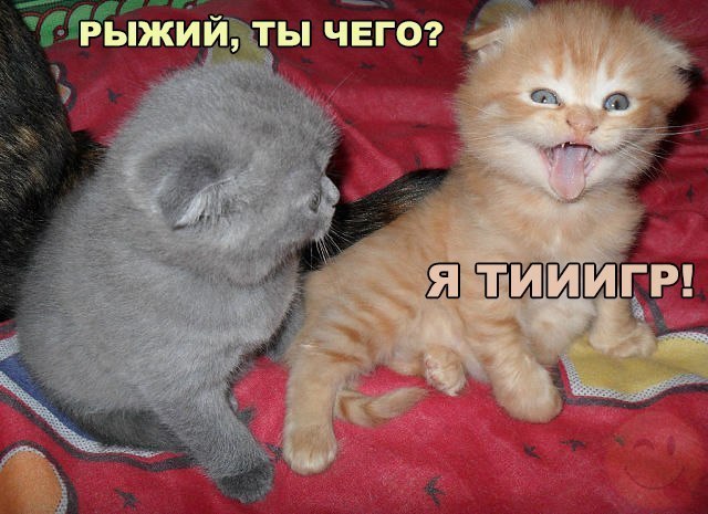 Смешные коты и кошки - самые прикольные и веселые картинки, фото №39 19