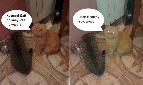 Смешные коты и кошки - самые прикольные и веселые картинки, фото №39 29