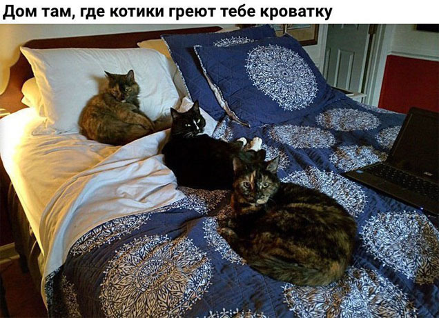 Смешные коты и кошки - самые прикольные и веселые картинки, фото №39 39