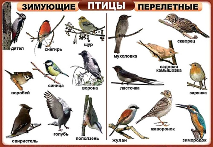 зимующие и перелетные птицы картинки