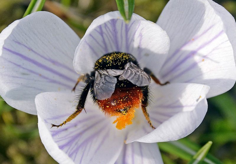 пчела собирает нектар