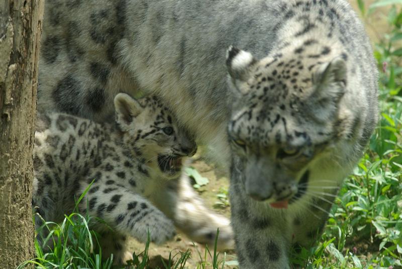 Взрослый снежный барс (ирбис) и барсёнок. Фото / Snow Leopard & cub. Photo