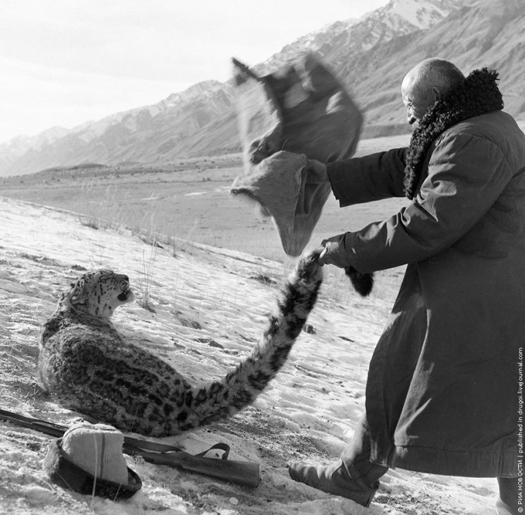 Охота на снежного барса. Киргизия. 1966 год.