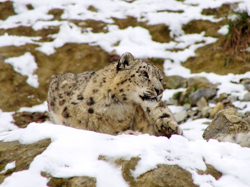 Cнежный барс (ирбис) лежит на снегу. Фото / Snow Leopard. Photo