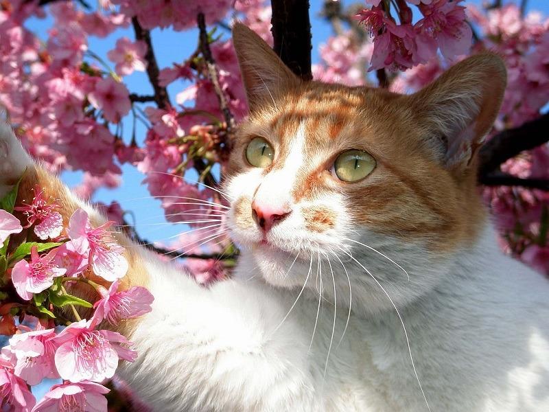 котик на ветке цветущей сакуры фото