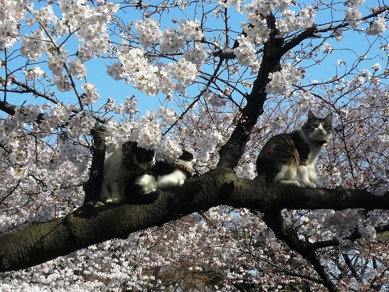 коты на дереве цветущей сакуры