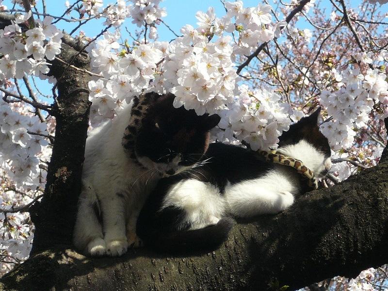 коты и ханами фото