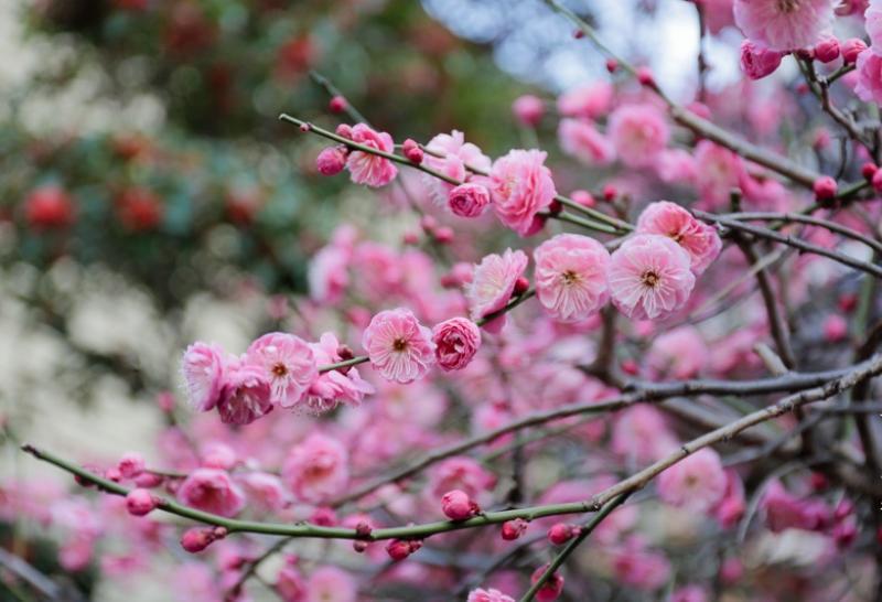 фото цветущая сакура из Ботанического сада 