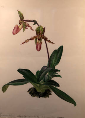 Софья Матвеева. Венерин башмачок Paphiopedilum Rothschildianum