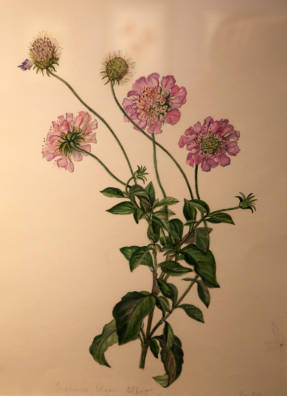 Софья Матвеева. Скабиоза Ольги Scabiosa Olgae