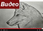 Как нарисовать портрет волка
