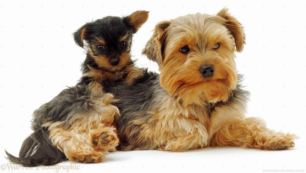 Yorkshire Terrier with pup