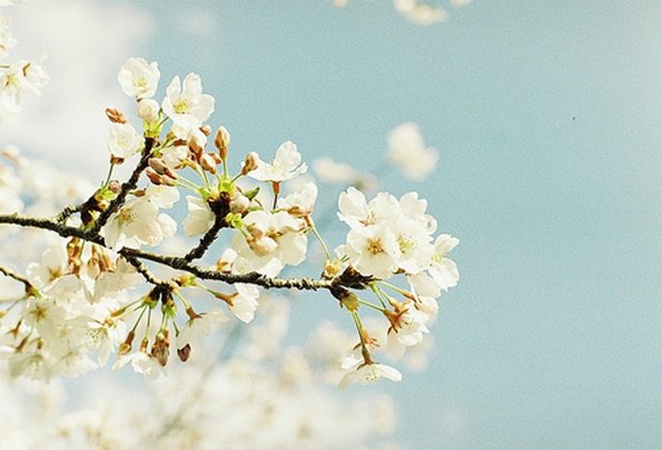 веточка цветущего дерева, белые цветы на дереве