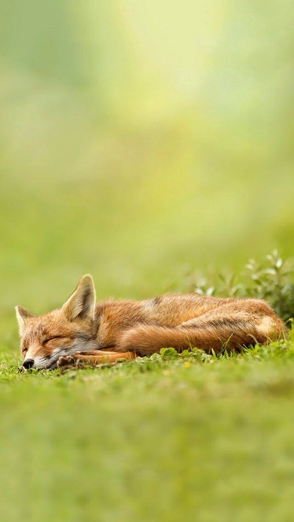 лисенок спит на траве