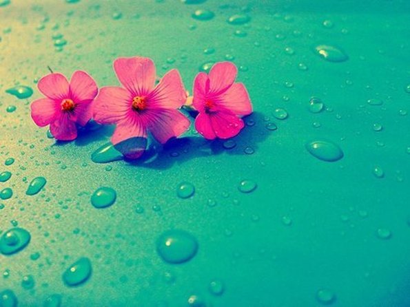 капли воды и розовый цветок