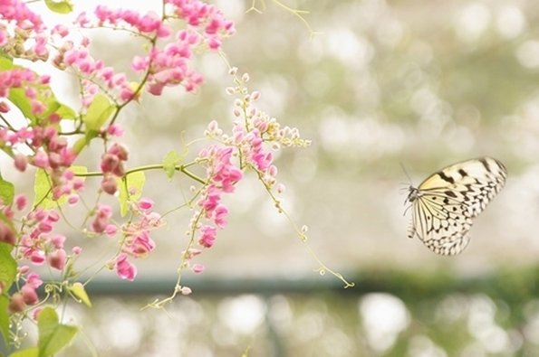 бабочка весна цветы