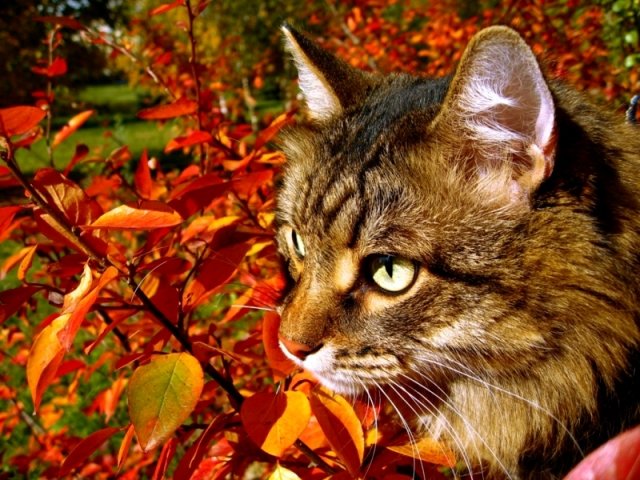 кошка осень, осенний кот