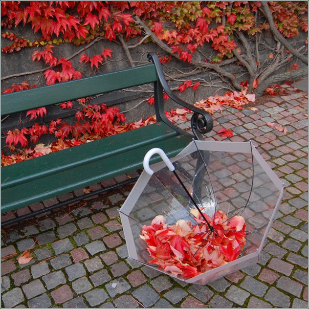 зонт и красные осенние листья