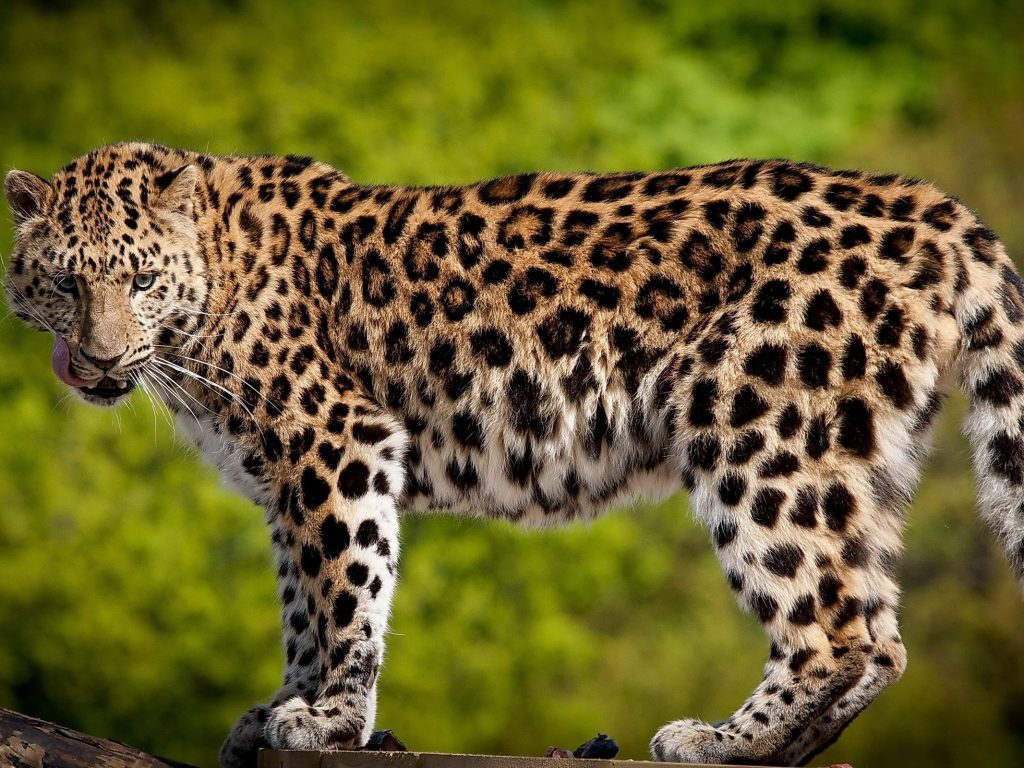 Белый пардус леопард фото