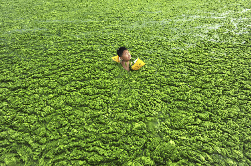 A boy swims in the algae-filled coastline of Qingdao