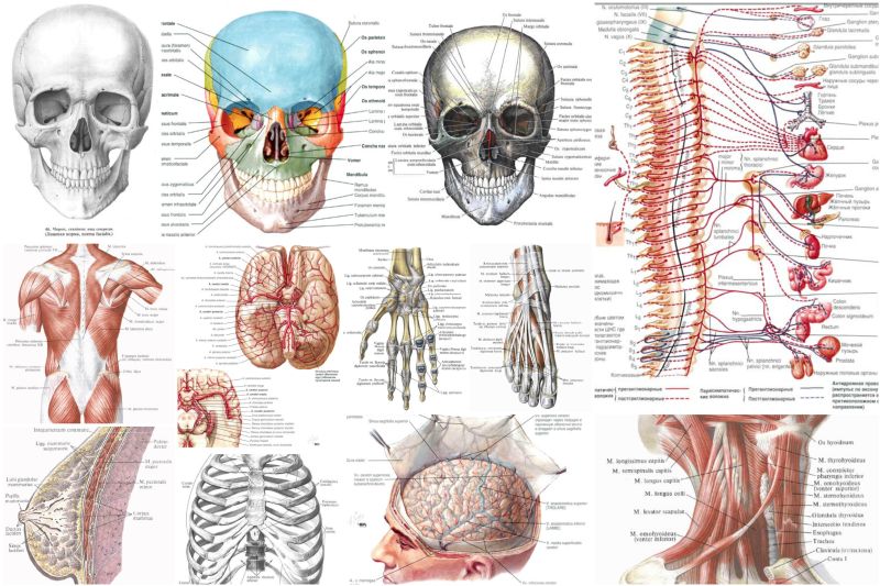 Вся анатомия в картинках