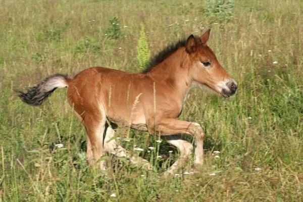 фото конька горбунка