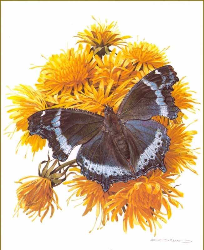 Бабочки картина художник