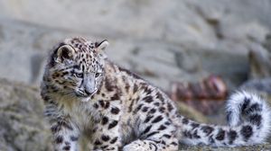 Превью обои снежный барс, большая кошка, хищник, камни, мох
