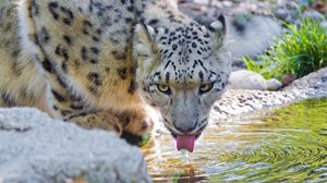 Превью обои снежный барс, вода, пить