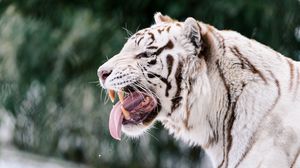 Превью обои белый тигр, оскал, высунутый язык, хищник